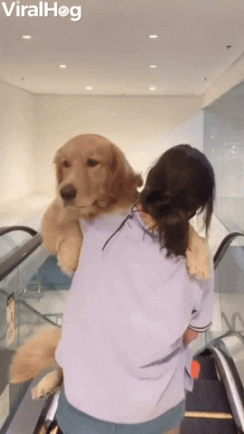 Dog Has To Be Carried Down Escalator GIF by ViralHog