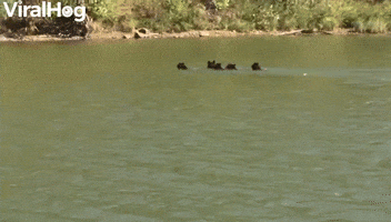 Bear Family Goes for A Swim