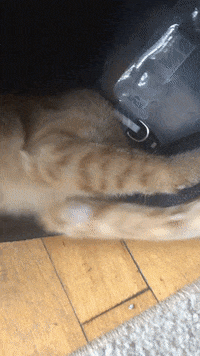 GIF by Your Cat Backpack Travel Cat