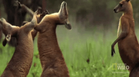 National Geographic Fighting GIF by Nat Geo Wild