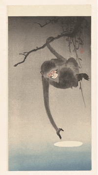 Monkey Reflection GIF by GIF IT UP