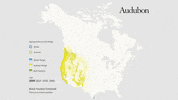 black-headed grosbeak GIF by audubon
