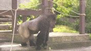 Great Ape Zoo GIF