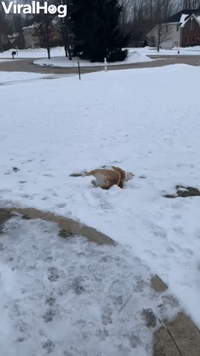Pup Goes Sliding on the Snow