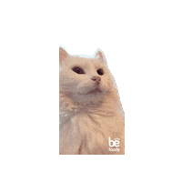 Cat Pets Sticker by Befoods Chile