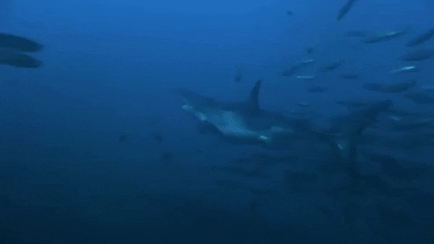 go away swimming GIF by Shark Week