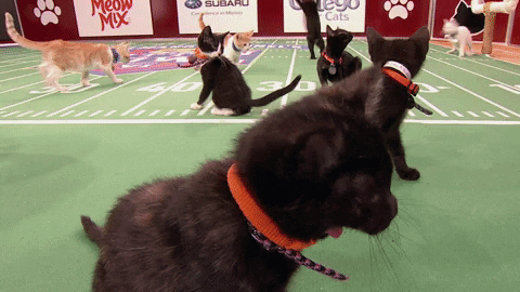 kitten bowl countdown to valentine's day GIF by Hallmark Channel