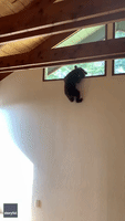 Cub Gets Stuck Trying to Escape Home