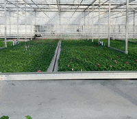 Ammerlaan-Sosef green flowers plant plants GIF