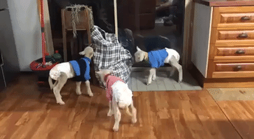 Little Lambs Rug Up in Jumpers After Losing Their Mothers to Drought