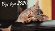 New Year GIF by Squirrel Monkey
