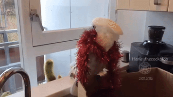 Festive Cockatoo Decorates Herself for Christmas