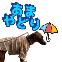Miniature Pinscher 雨 Sticker