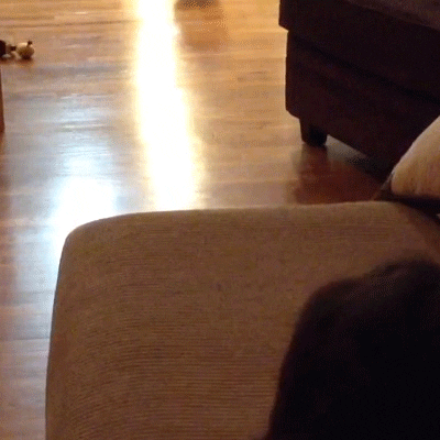 dog lol GIF by America's Funniest Home Videos