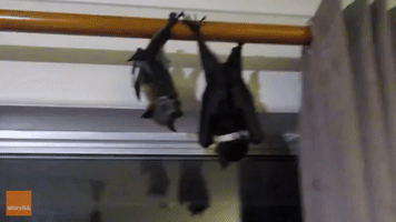 Bats Escape Playpen and Perch Themselves on Curtain Rail