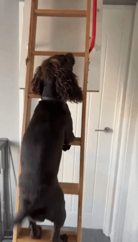 Puppy Climbs Attic Ladder Like a Pro