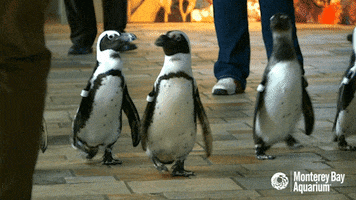 african penguin GIF by Monterey Bay Aquarium