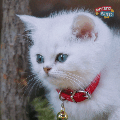 Cat Kitten GIF by Mittens & Pants