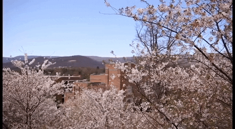 Cherry Blossoms Spring GIF by Roanoke College