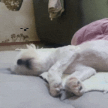 kuki3 giphyupload puppy zzz kuki GIF