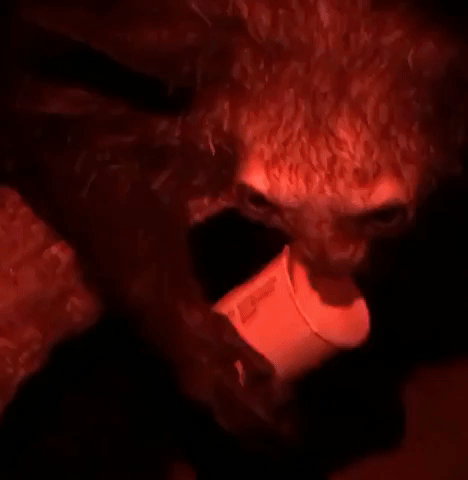 Prepare to Be Bewitched by This Nocturnal Lemur Eating Her Nighttime Snack