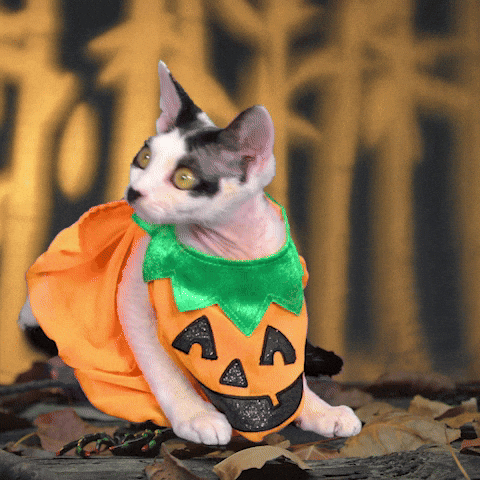 Pumpkin Patch Cat GIF