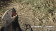 bbc cute animal bbc creature GIF