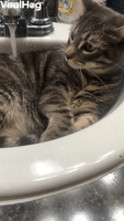 Cat in Sink Confused by Water Stream