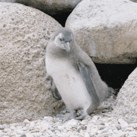 sandiegozoo funny lol penguin walk GIF