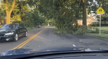 Trees Downed in Washington Following Severe Storm