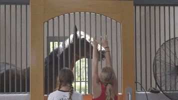 visithorsecountry horse kentucky ky lexington GIF