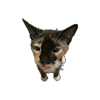Cat Spin Sticker