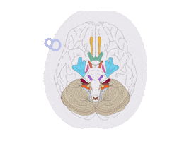 Big Brain Sticker