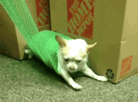 ov GIF