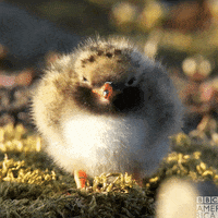 Bird What GIF by BBC America
