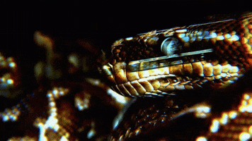Title Sequence Snake GIF