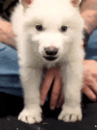 Dire Wolf Yes GIF by Colossal