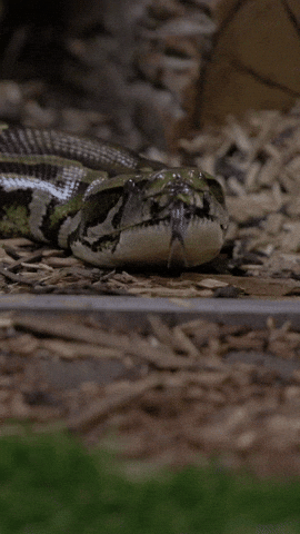 Burmese Python Snake GIF by Valley Zoo Development Society