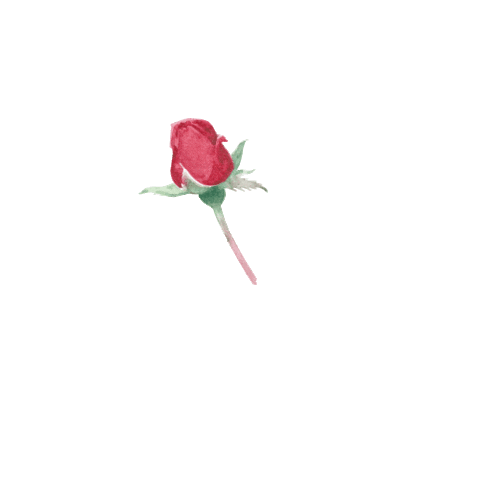 Sant Jordi Love Sticker