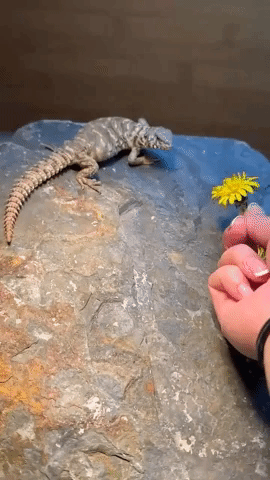 Baby Lizard Can't Resist Tasty Dandelion