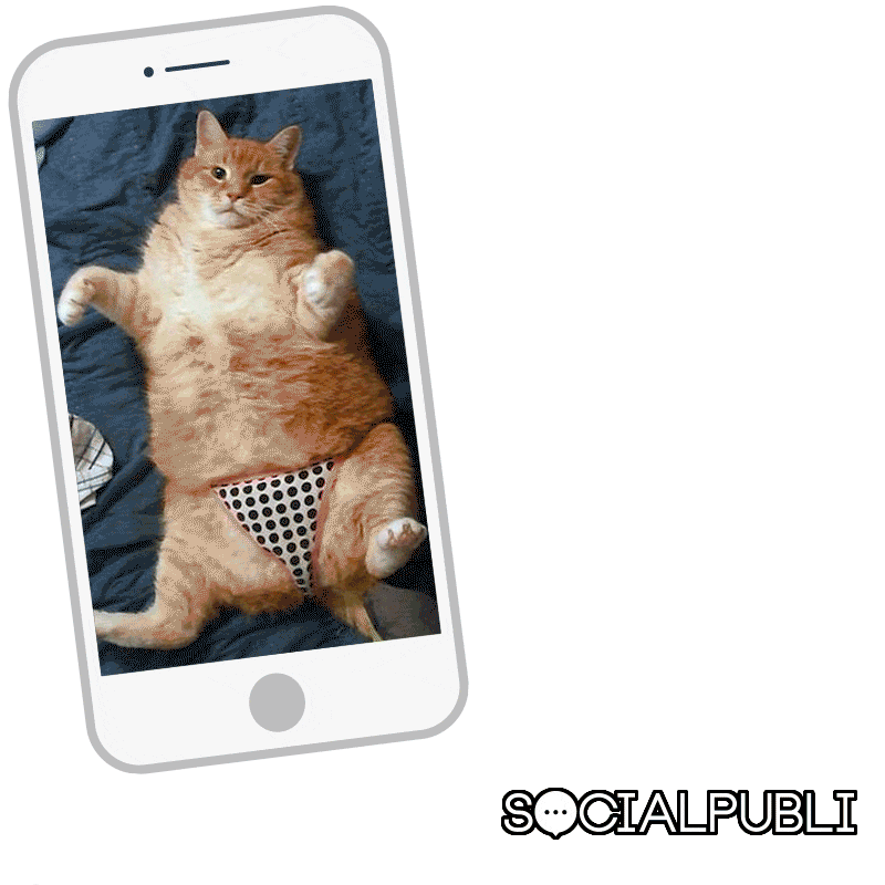 SocialPubli giphyupload cat real influencer Sticker