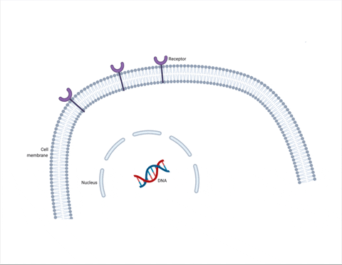 hannahcrowder giphyupload cell cycle signaling GIF