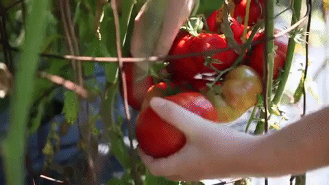 lehighu giphygifmaker garden sustainable farm GIF