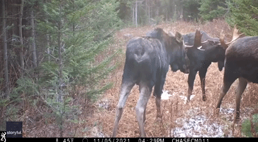 Bull Moose Trio Spar Antler-to-Antler in Maine Mountains