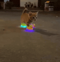Cat Running GIF by Respective
