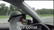 Duck Goose GIF