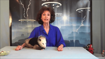Best of Opossum Lady