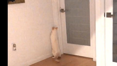 white cat GIF