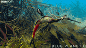 blue planet ocean GIF by BBC Earth