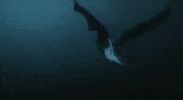 phantom der nacht vampyre GIF